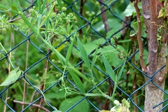 Lathyrus annuus