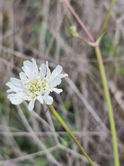 Pycnocomon rutifolium