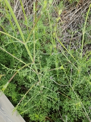 Pycnocomon rutifolium