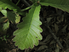 Quercus dentata
