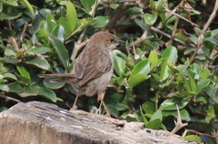 Cisticola hunteri