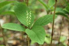 Chloranthus serratus