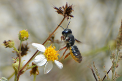 Megachile inimica