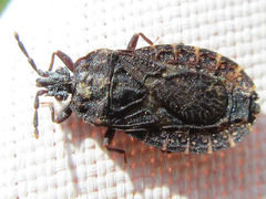 Neuroctenus castaneus