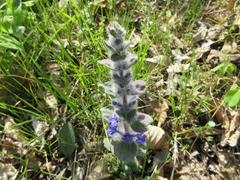 Ajuga multiflora