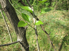 Cocculus orbiculatus