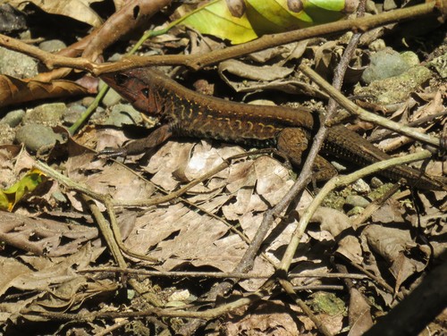 Edward’s Middle American Ameiva [edwardsii], Holcosus festivus