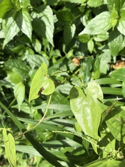 Dioscorea collettii
