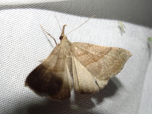 Speckled Snout