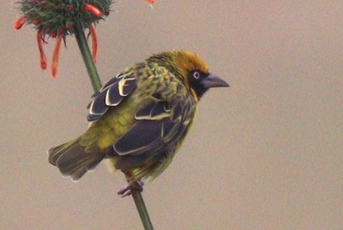 Speke's Weaver (Ploceus spekei), photo 9