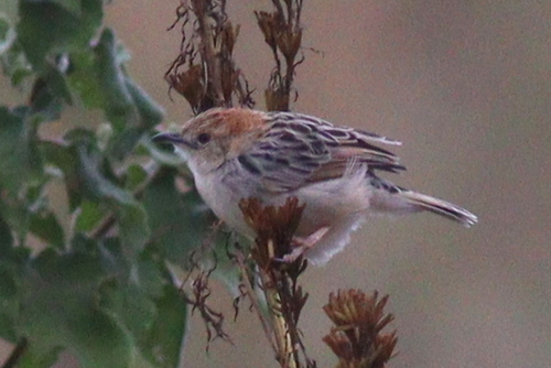 Stout Cisticola (Cisticola robustus), photo 3