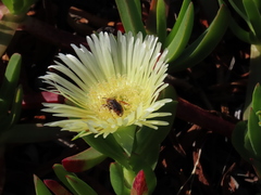Rhodanthidium siculum