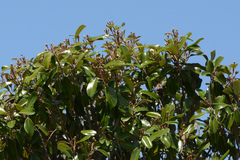 Quadrella jamaicensis