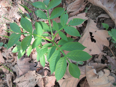 Dictamnus dasycarpus