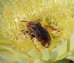 Rhodanthidium siculum