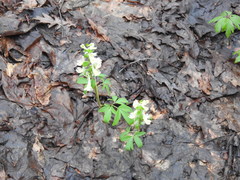 Corydalis cava marschalliana