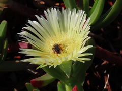 Rhodanthidium siculum