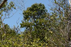 Quadrella jamaicensis