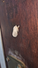 Naroma varipes