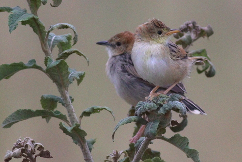 Stout Cisticola (Cisticola robustus), photo 3