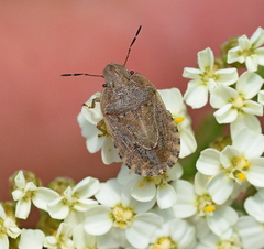 Sciocoris macrocephalus