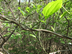 Smilax sieboldii