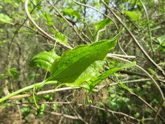 Smilax sieboldii