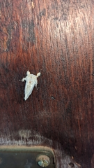 Naroma varipes