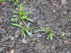 Scilla siberica