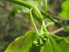 Smilax sieboldii