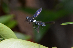 Anthrax aterrimus