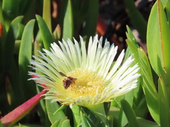 Rhodanthidium siculum