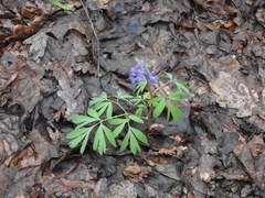Corydalis solida