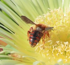 Rhodanthidium siculum