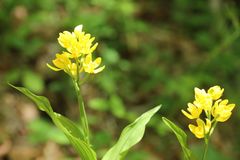 Cephalanthera falcata