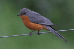 Melaenornis semipartitus