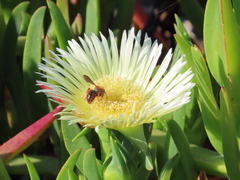 Rhodanthidium siculum