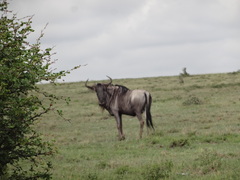 Connochaetes taurinus albojubatus