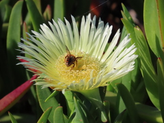 Rhodanthidium siculum