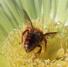 Rhodanthidium siculum