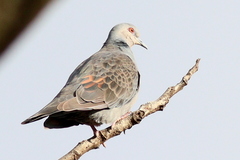 Streptopelia lugens