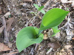 Convallaria keiskei