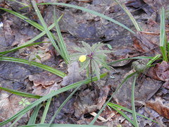 Anemonoides ranunculoides