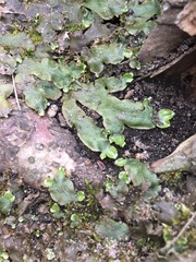 Conocephalum salebrosum