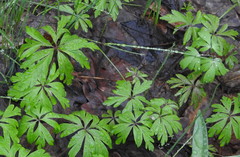 Anemonoides ranunculoides