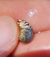 Puperita pupa