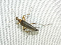 Cephaloon lepturides