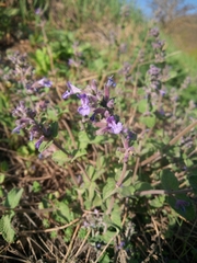 Nepeta racemosa