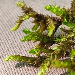 Sciuro-hypnum plumosum