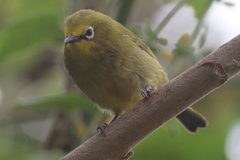 Zosterops senegalensis